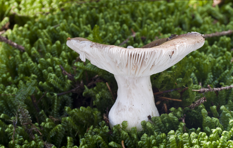 Russula consobrina